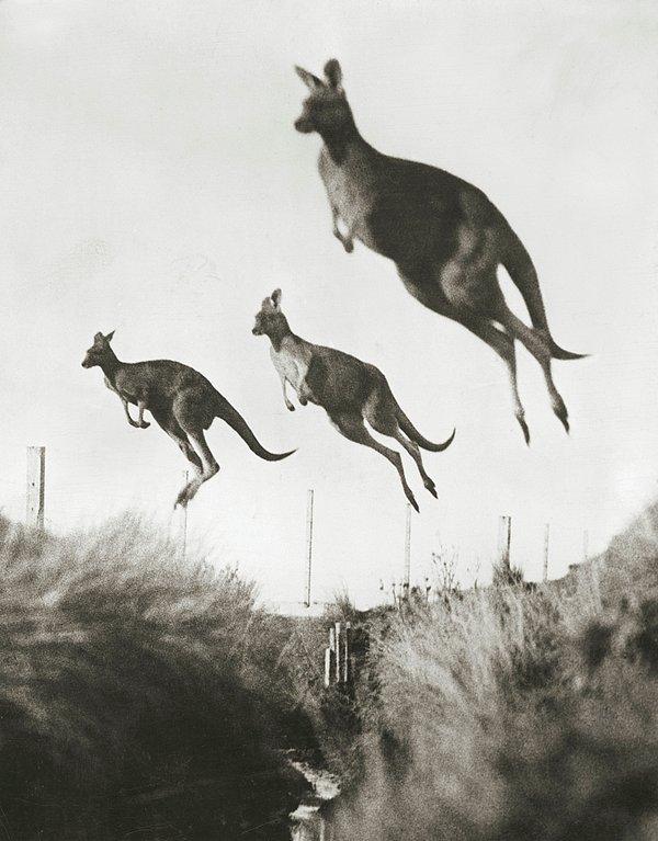12. Güçlü arka ayaklarını kullanarak zıplayan kangurular. Avustralya. Aralık, 1926.