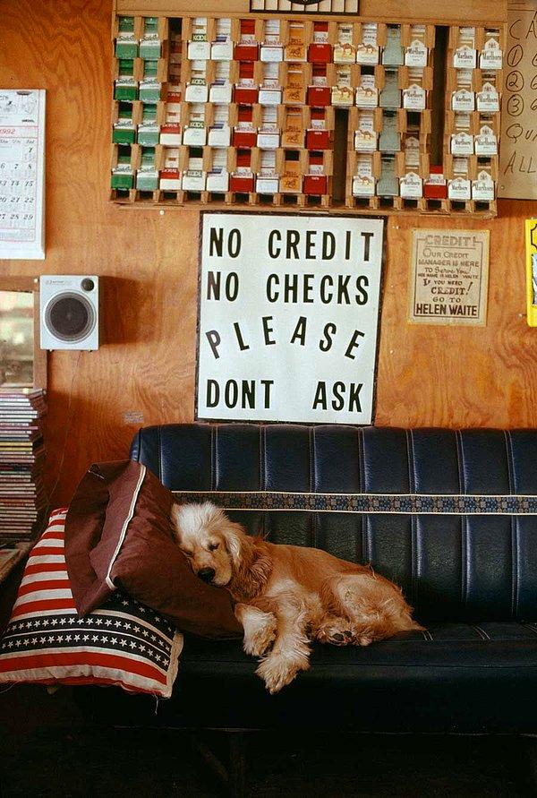 31. Texas'taki bir mağazanın koltuğunda uyuyan köpek. 1992.