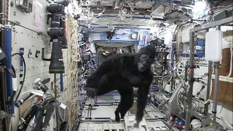 Uzayda Olsan da Eğlenmesini Bileceksin: Uluslararası Uzay İstasyonunda Maymun Şakası