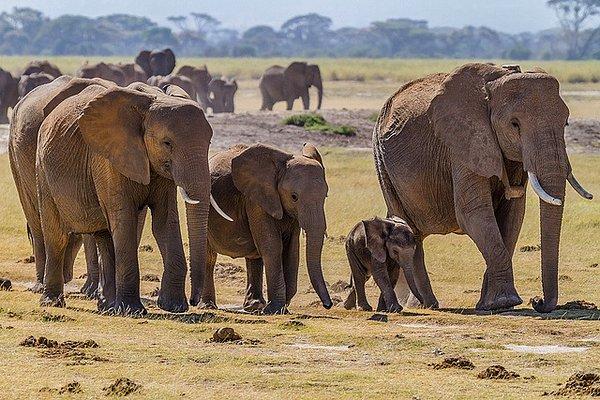 Filler, bebekler, gençler ve dişilerden oluşan büyük aileler halinde yaşarlar. Genellikle dişilerin en yaşlısı ailenin reisidir ve önemli bir sosyal role sahiptir.