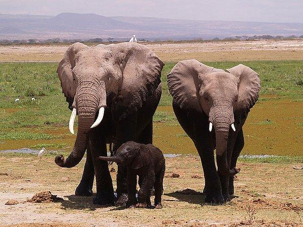 Hatta çoğu türde, anne ve büyükanne aynı bölgedelerse oradaki kaynaklar için savaşıyorlar. Fillerde ise durum farklı.