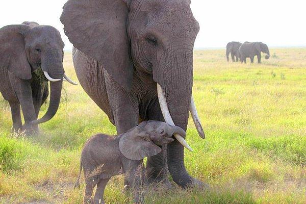 Erkek filler, ergenliğe girdiklerinde kendi yollarına gidiyorlar. Çocuklarının çocuklarını görecek kadar uzun yaşayabilmelerine rağmen ailede pek bir rolleri yok.