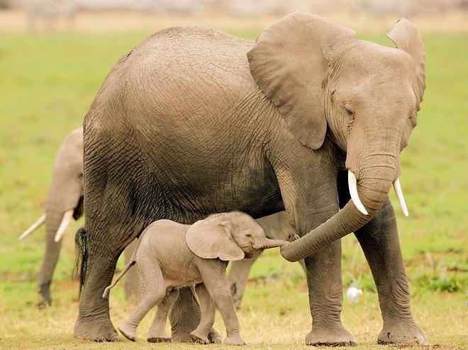 Fillerin de Hayatlarında Büyük Etkisi Olan Ninelerine Düşkün Olduğunu Biliyor Muydunuz?