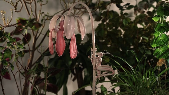 Stop-Motion Tekniğiyle Yapılan Muhteşem Animasyon: Yağmur Ormanlarında Kış