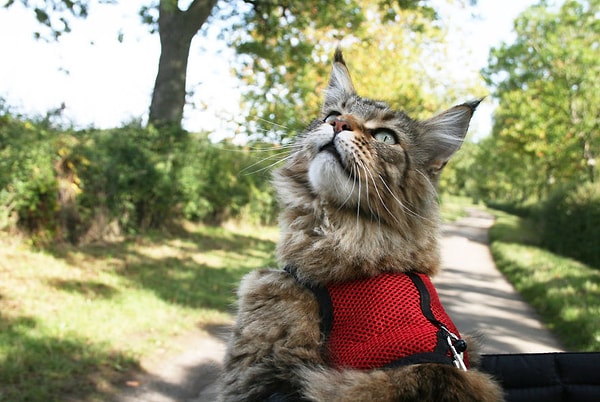 12. Даже на велосипеде они катаются вместе!