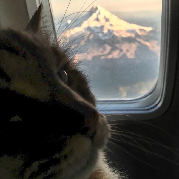 9. Кот - верный и преданый компаньон своей хозяйки