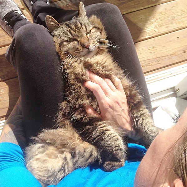 10. Он обожает, когда его гладят, и любит нежиться на солнышке ☀