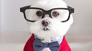 Köpek Dünyasının Moda İkonuyla Tanışın: 28 Fotoğrafıyla Senden Benden İyi Giyinen Toby