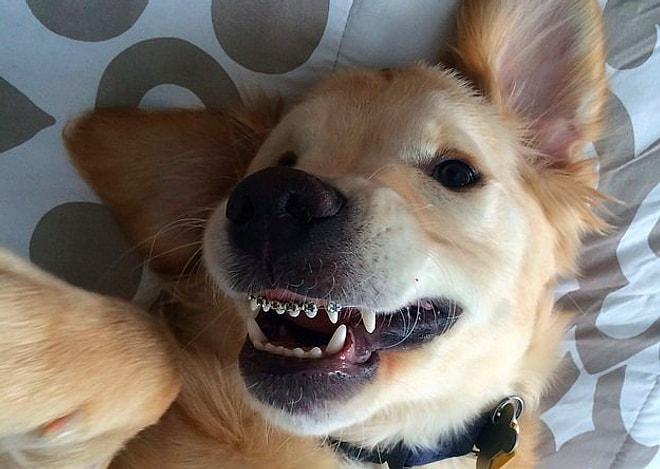 Diş Teli Takarak Tatlışlığına Tatlışlık Katan Köpeğin Bu Haline Bayılacaksınız!