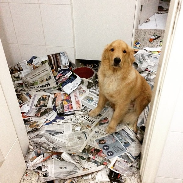 10. Очень важно играть с псом