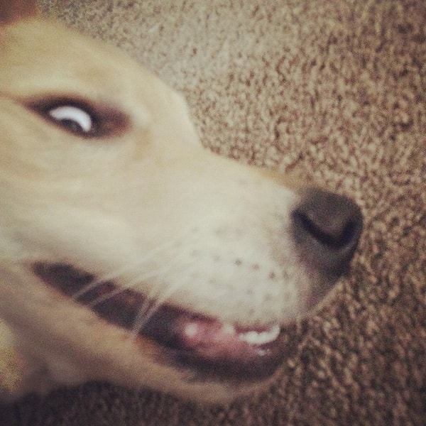 13. Собака бывает кусачей