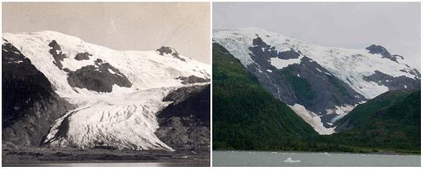 11. Toboggan Buzulları, Alaska; 1909-2000 Arası