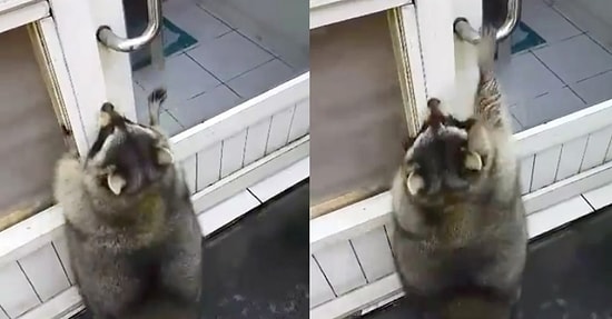 Kapıyı Açmaya Çalışan Türünün En Tombul Rakunu "Pang Fu"