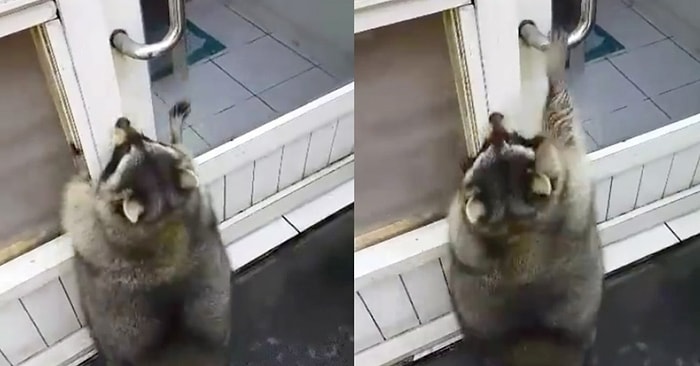 Kapıyı Açmaya Çalışan Türünün En Tombul Rakunu "Pang Fu"