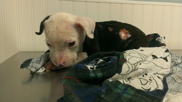 Daha sonra hemen veterinere götürülen yavrunun sahipleriyse köpeği istemediklerini, bakımıyla ilgilenemeyeceklerini söylemişler.