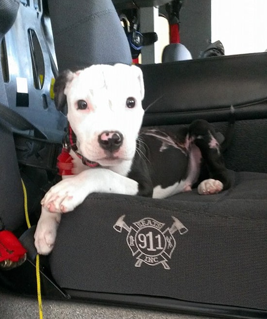 Yangından Kurtarıldıktan Sonra Eğitilip İtfaiyeci Olan Bu Köpeğin Hikayesini Okumalısınız!