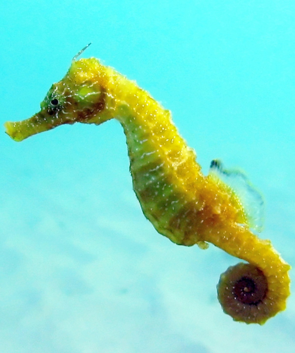 Морской конь. Морской конёк (Hippocampus guttulatus). Длиннорылый морской конёк. Морско1 конек. Морской конек желтый.