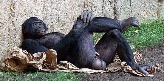 Yatakta Hangi Hayvana Benziyorsun?