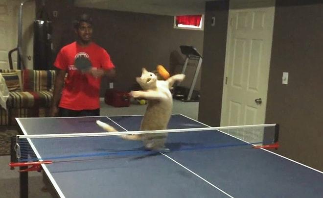 Masa Tenisi Oynamanın En Şirin Hali: Kediler Tarafından Basılan Masa Tenisi Oyunları