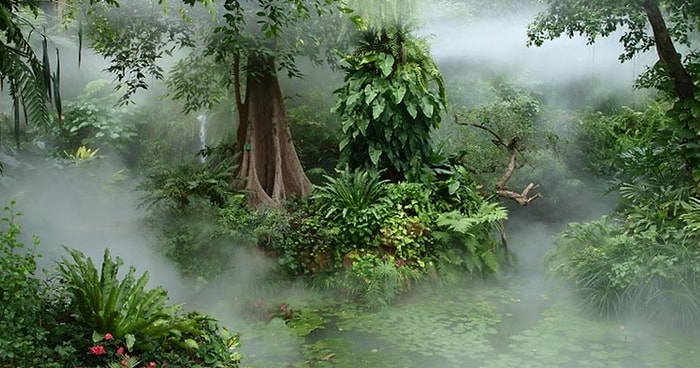 Moğolistan'da Bulunan Bitki Fosili 164 Milyon Yıllık Olabilir