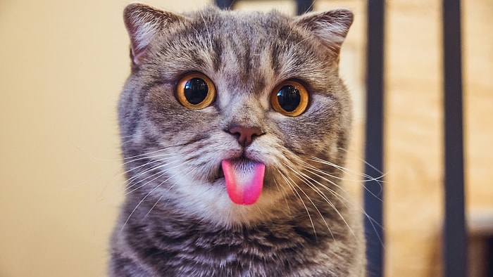 Смешные фотки 3 кота