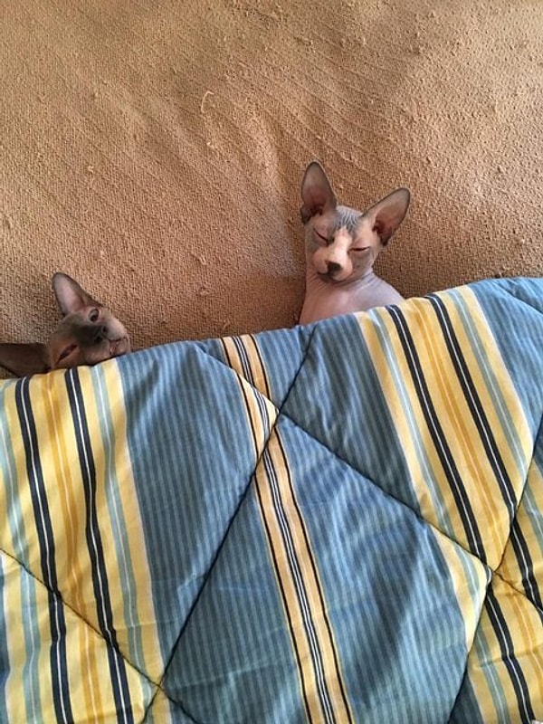 3. Скромняшки