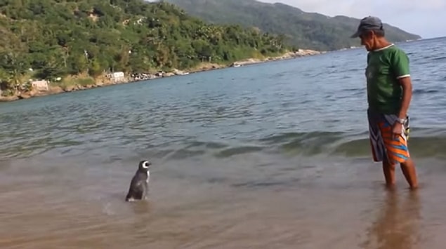 Hikayenin kahramanları 71 yaşındaki emekli duvar ustası ve balıkçı Joao Perreria ve penguen Dindim.