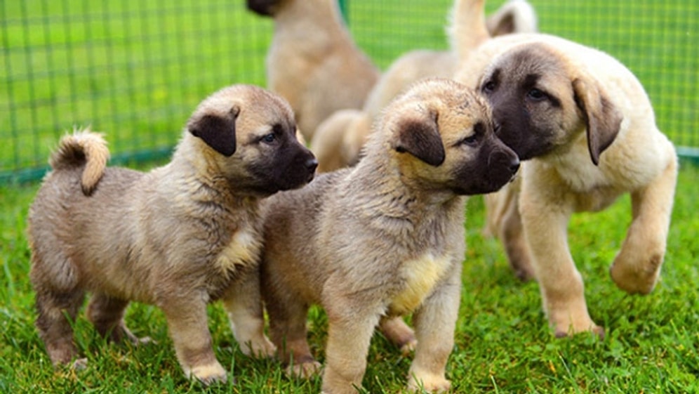 Her Biri Birbirinden Farklı Özellikleri Sahip Anadolu’nun En Ünlü 5 Köpeği