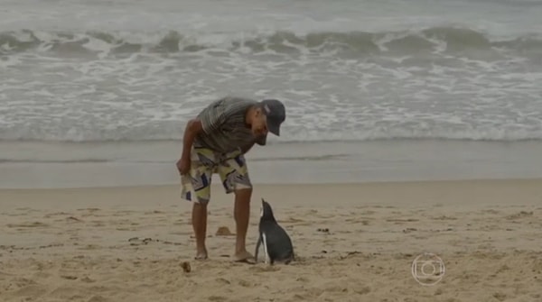 Когда пингвин выздоровел, рыбак отнес его к морю, но Диндим отказался покидать товарища.
