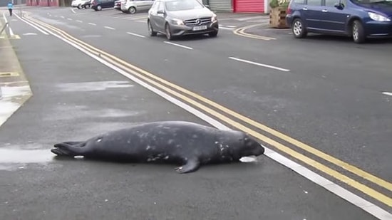 Favori Yemekleri İçin Her Gün Denizden Çıkıp Restorana Gelen Sevimli Fok