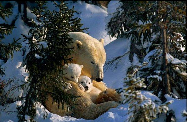 15. Yavrularını tehlikelere karşı korumak için sarılarak uyuyan kutup ayısı