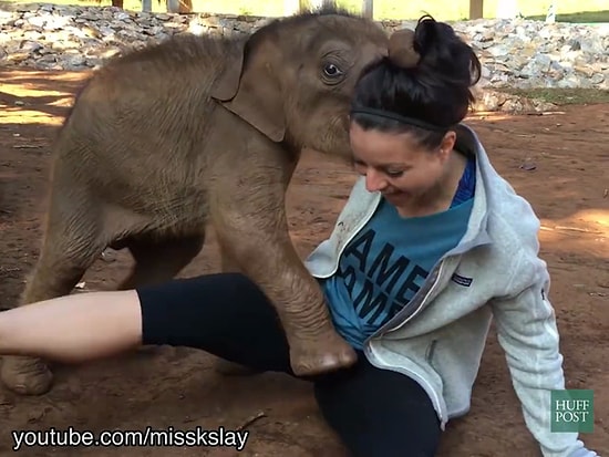 Маленькие слоны любят обниматься