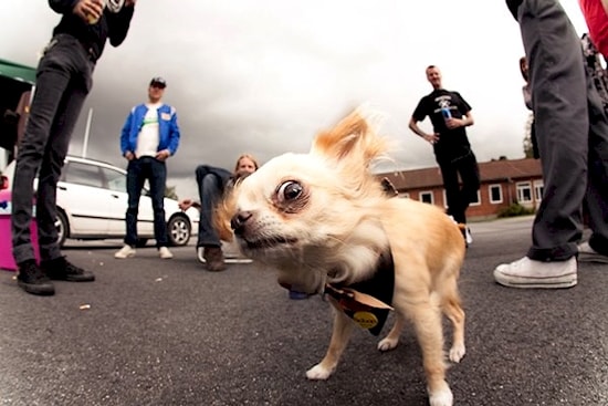 16 что-то заподозривших животных