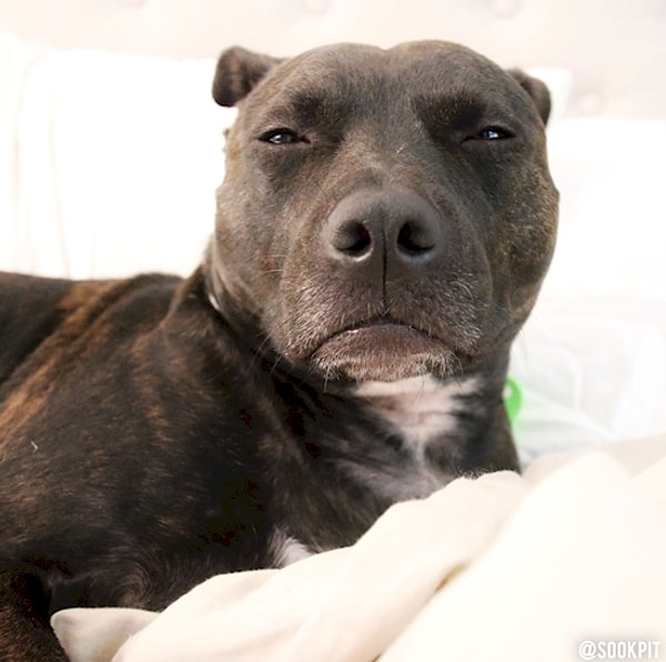 13. Да ладно? Гулять? Ты просто хочешь, чтобы я слез с кровати.