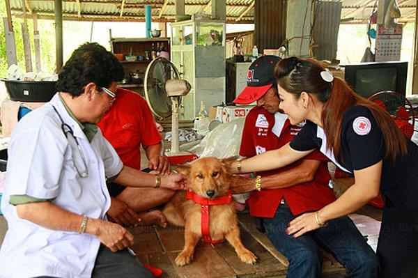 4. Tayland'da yaşayan köpek Pui dolaşmaya çıktığında, içinde yeni doğmuş bir bebek olan naylon poşet buldu. Poşeti bahçeye bırakıp tüm gücüyle havlayarak minik bebeğin hayatını kurtardı.