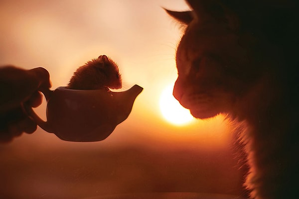 8. "Конечно, не обходится без "лакомств", чтобы направить внимание животного в нужном направлении".