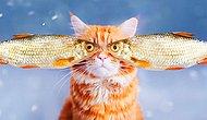 Рыжий кот по имени "Котлета" покоряет интернет
