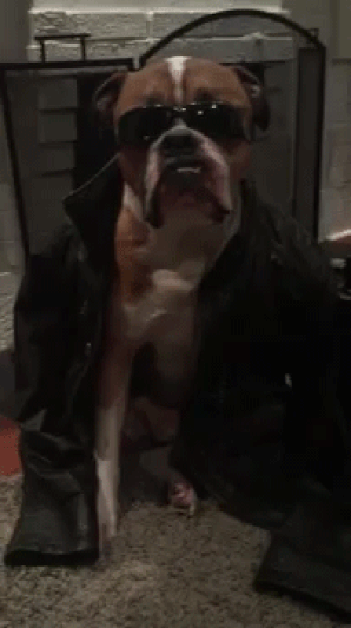We Are Presenting You Wilson The Fashionista Bulldog