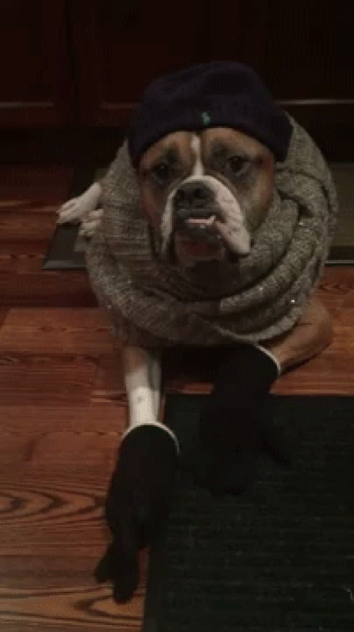 We Are Presenting You Wilson The Fashionista Bulldog