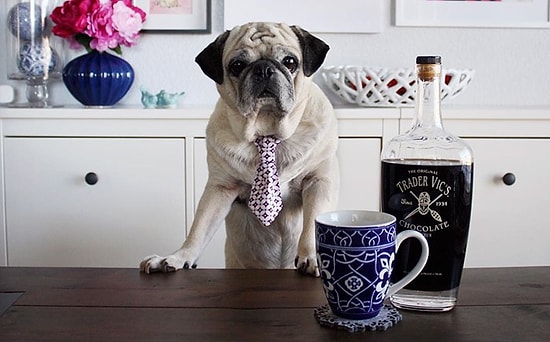 Рокко – самый стильный мопс-бармен Instagram