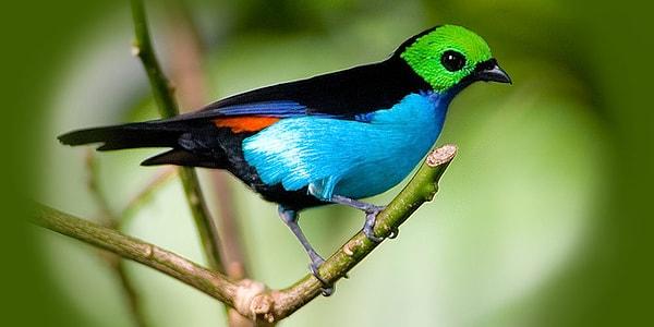 2. Cennet Tanager