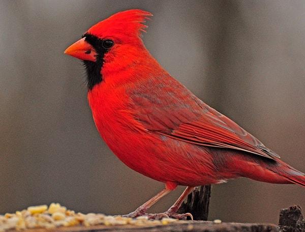 18. Kardinal Kuşu