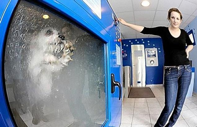 5. Washing machine for dogs