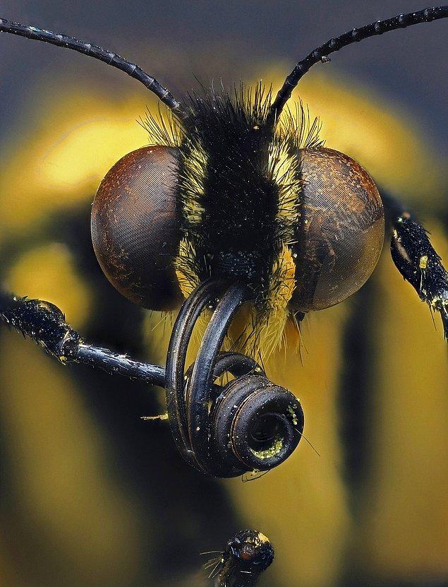 8. Kırlangıçkuyruk Kelebeği