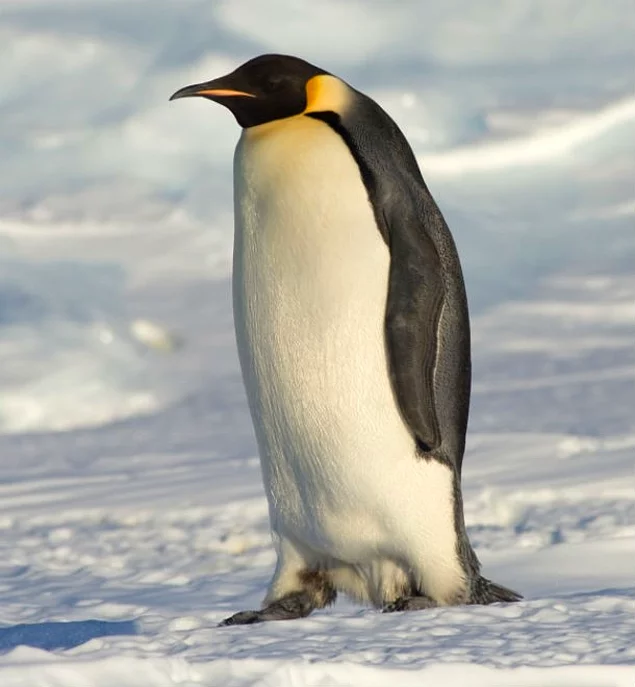Учёные неоднократно наблюдали за самками пингвинов, которые «оказывали сексуальные услуги» самцам, не являвшимся их парами, в обмен на гальку для строительства гнезда для своих детёнышей. Да, самки пингвинов те еще "жрицы любви".