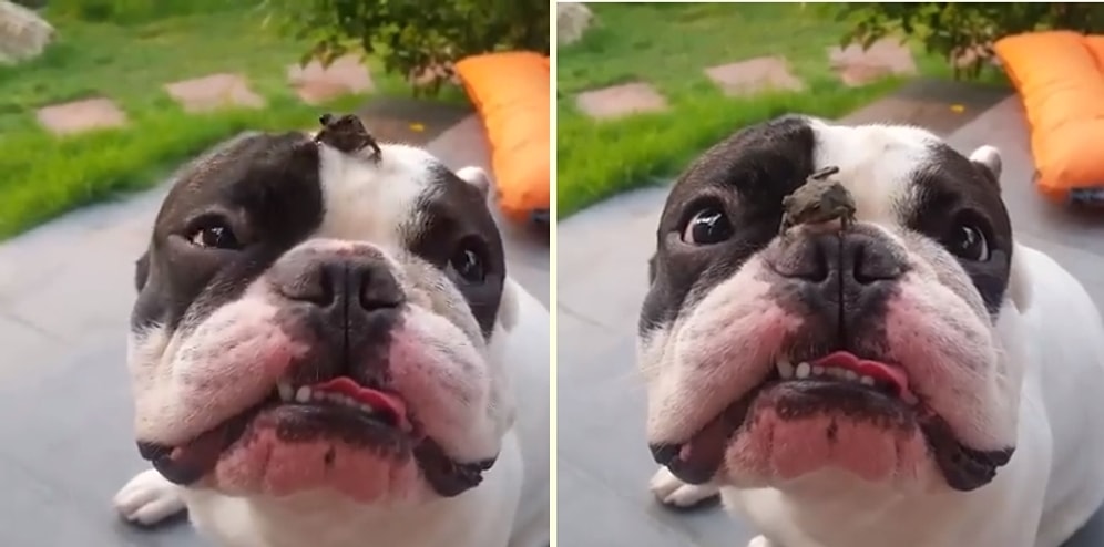 En İyi Dostu Kurbağayı Kafasında Taşıyan Şapşik Köpek