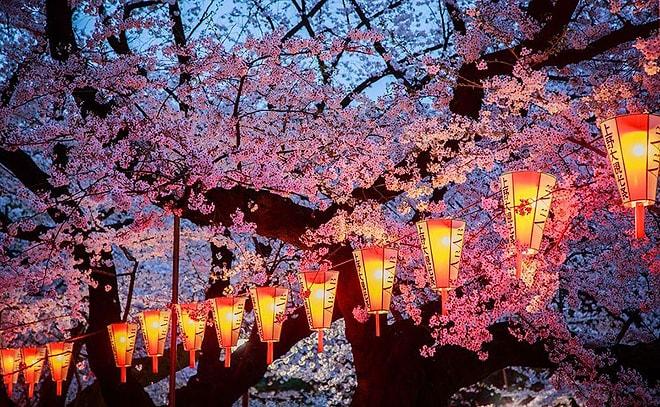 Sizi Sihirli Bir Dünyaya Götürecek Japonya Kiraz Ağaçlarının National Geographic'te Yayınlanmış 17 Fotoğrafı