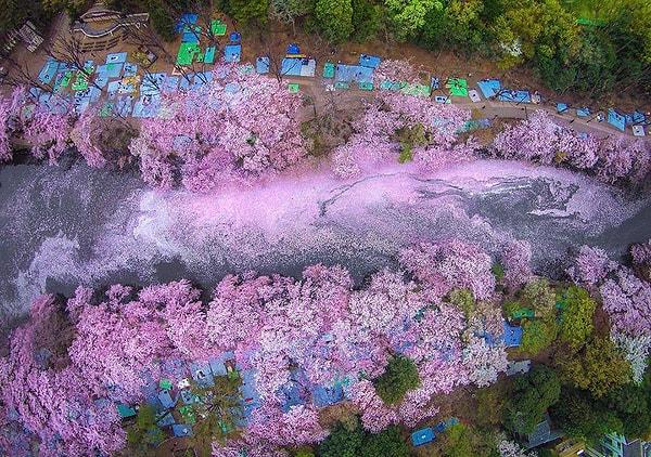1. Sakura nehri