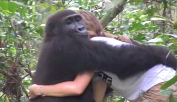 Tansy ve babası Damian gorillerin salındıkları yer olan Gabon’a giderek eski arkadaşlarını ziyaret etmek istediler. Tansy 23 yaşına gelmişti ve Djalta'yı en son 12 yıl önce görmüştü.