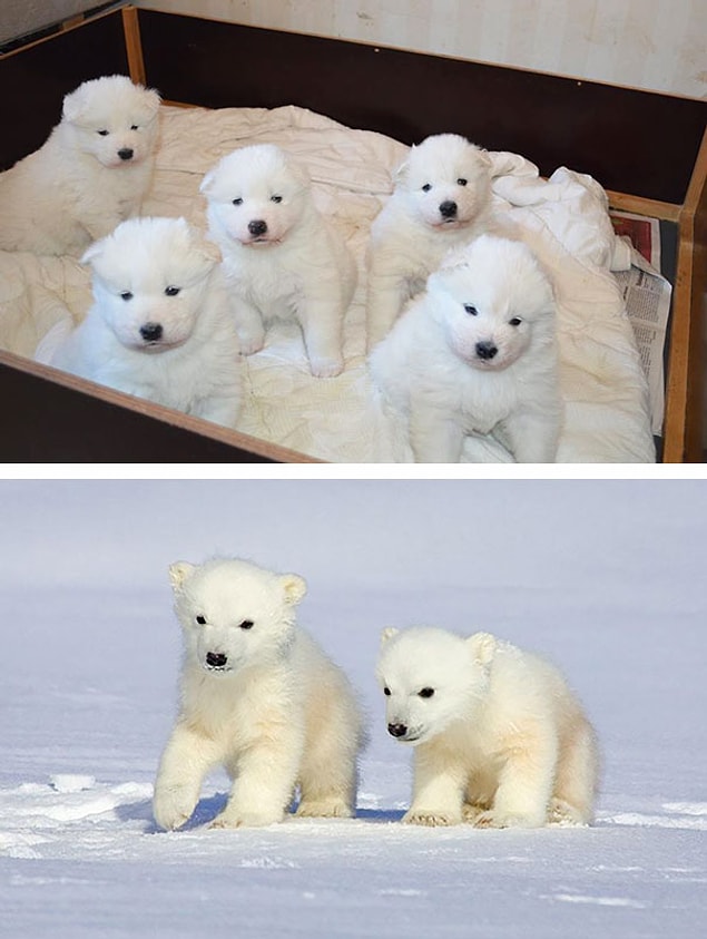 2. Samoyed cinsi köpekler sanki hayata kutup ayısı olarak başlayıp sonradan köpek olmayı tercih ediyor gibi